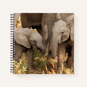 Carnet Animaux de bébés cutest   Deux jeunes éléphants