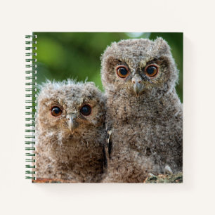 Carnet Animaux de bébés cutest Deux jeunes hiboux