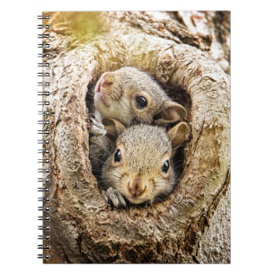 Carnet Animaux de bébés cutest   Écureuils curieux