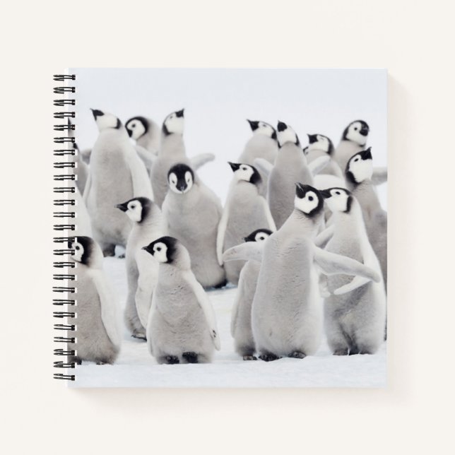 Carnet Animaux de bébés cutest | Empereur Penguin Chicks (Devant)