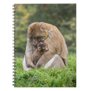 Carnet Animaux de bébés cutest Famille Barbary Macaque