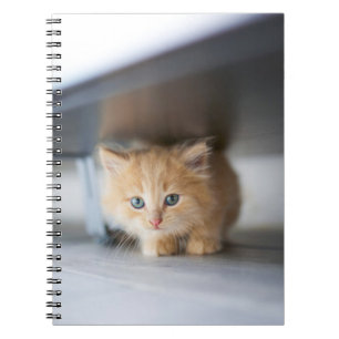 Carnet Animaux de bébés cutest Fluffy Orange Kitten