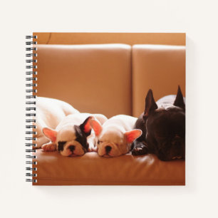 Carnet Animaux de bébés cutest   French Bulldog Family