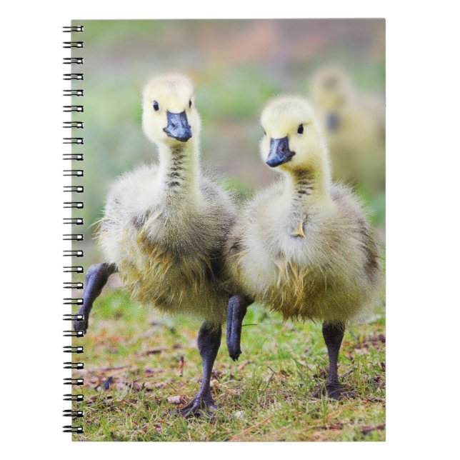 Carnet Animaux de bébés cutest | Goélands d'oies canadien (Devant)