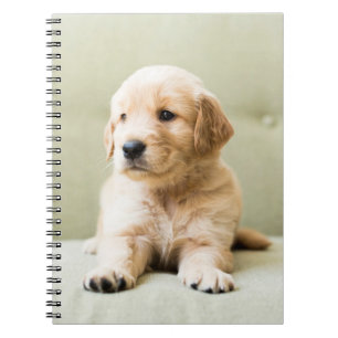 Carnet Animaux de bébés cutest   Golden Retriever Puppy