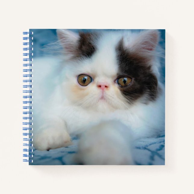 Carnet Animaux de bébés cutest | Kitten noir et blanc (Devant)