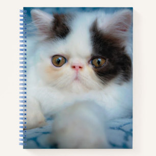 Carnet Animaux de bébés cutest   Kitten noir et blanc