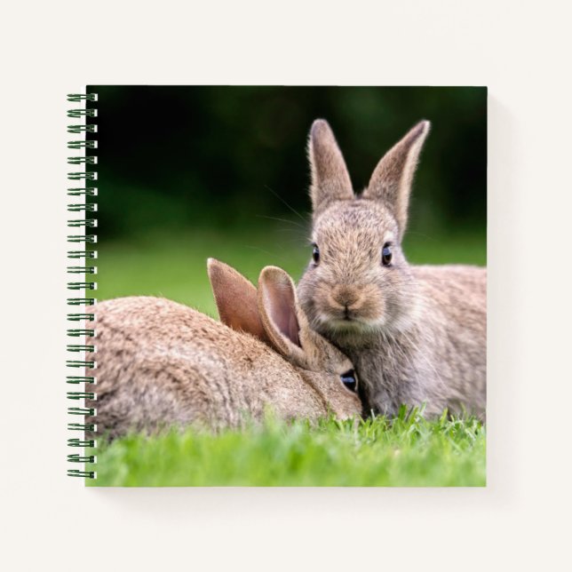 Carnet Animaux de bébés cutest | Lapins de lapin sauvage (Devant)