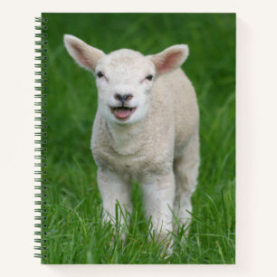 Carnet Animaux de bébés cutest   Lil Lamb