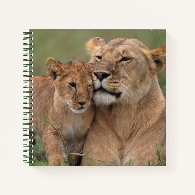 Carnet Animaux de bébés cutest | Lion Cub & Mother (Devant)