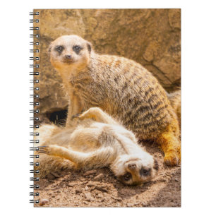 Carnet Animaux de bébés cutest   Meerkats joueurs