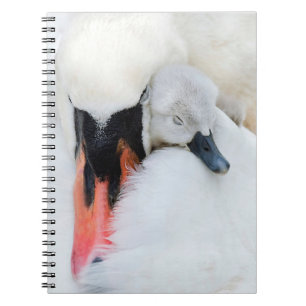 Carnet Animaux de bébés cutest   Mère et bébé Mute Swan