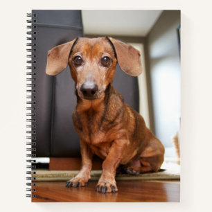 Carnet Animaux de bébés cutest   Mini chiot