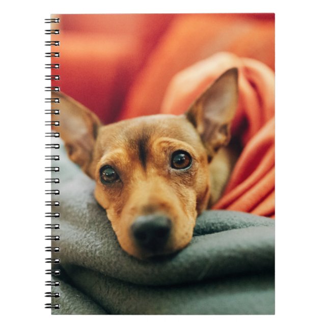 Carnet Animaux de bébés cutest | Miniature Pinscher (Devant)
