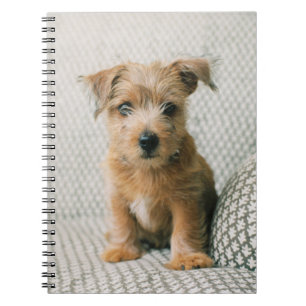 Carnet Animaux de bébés cutest   Norfolk Terrier Puppy
