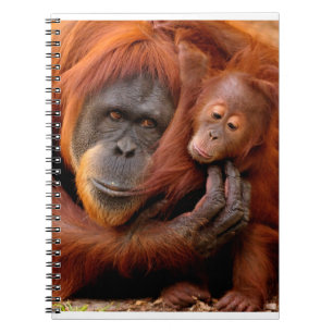 Carnet Animaux de bébés cutest Orangutan Maman & Baby