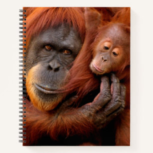 Carnet Animaux de bébés cutest Orangutan Maman & Baby
