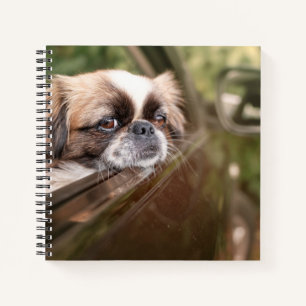 Carnet Animaux de bébés cutest Pekingese Chiot en voitu