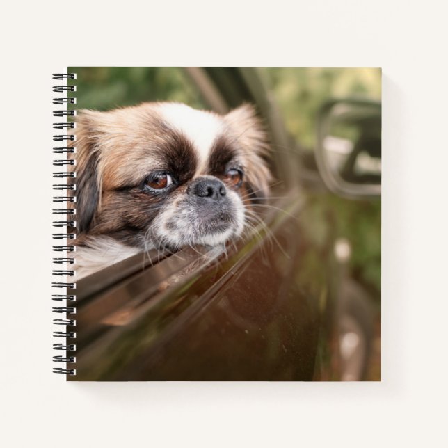 Carnet Animaux de bébés cutest | Pekingese Chiot en voitu (Devant)