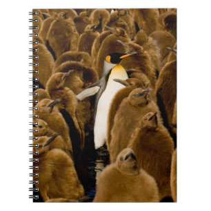 Carnet Animaux de bébés cutest   Pingouin parmi les jeune