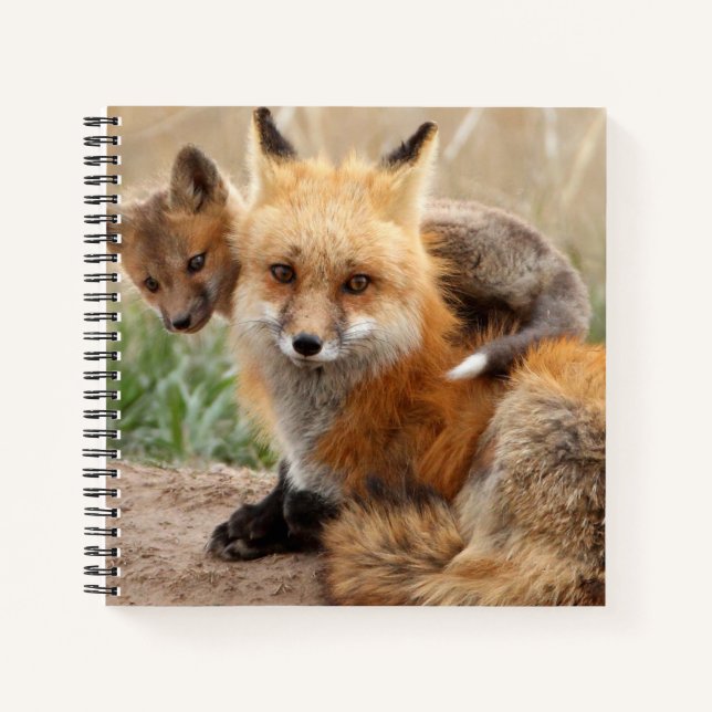 Carnet Animaux de bébés cutest | Renard rouge et bébé (Devant)