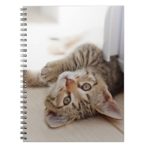 Carnet Animaux de bébés cutest   Shorthair Tabby Kitten