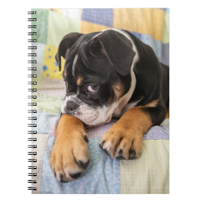 Carnet Animaux de bébés cutest | Shy Old English Bulldog (Devant)