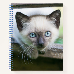 Carnet Animaux de bébés cutest Siamese Kitten 2