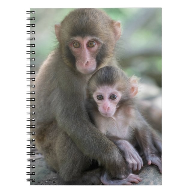 Carnet Animaux de bébés cutest | Singes japonais (Devant)