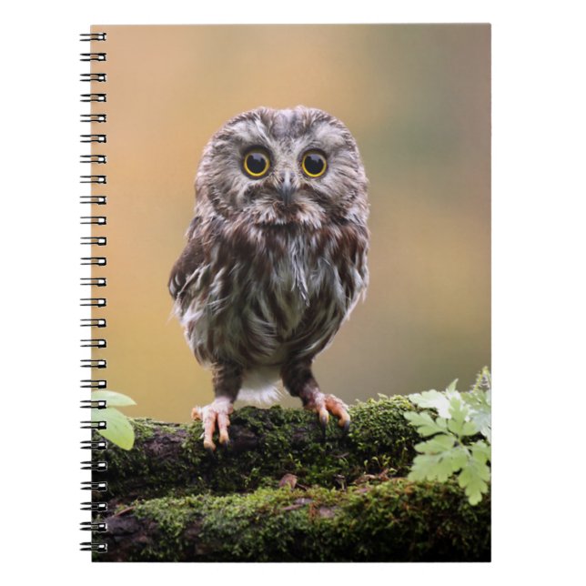 Carnet Animaux de bébés cutest | Un hibou-bébé (Devant)