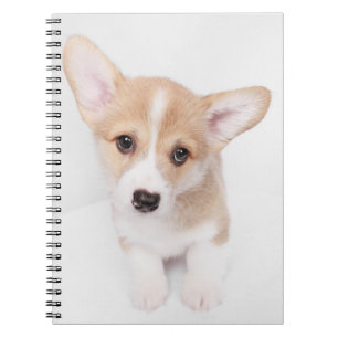 Carnet Animaux de bébés cutest   Young Corgi Puppy