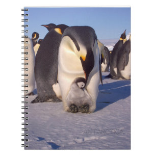 Carnet Antarctique Mère pingouin caresses bébé