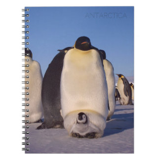 Carnet Antarctique, troupeau de pingouins photo