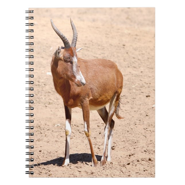 Carnet Antelope blesbok (Devant)