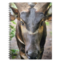 Antelope de Mountain Bongo