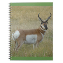 Antilope d'Amérique A1 Grand Buck