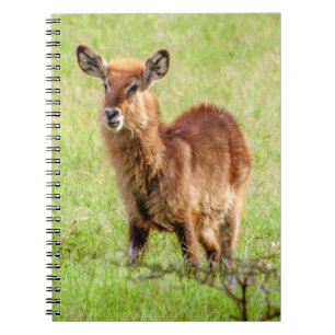 Carnet Antilope Waterbuck de brun de jeunes des images