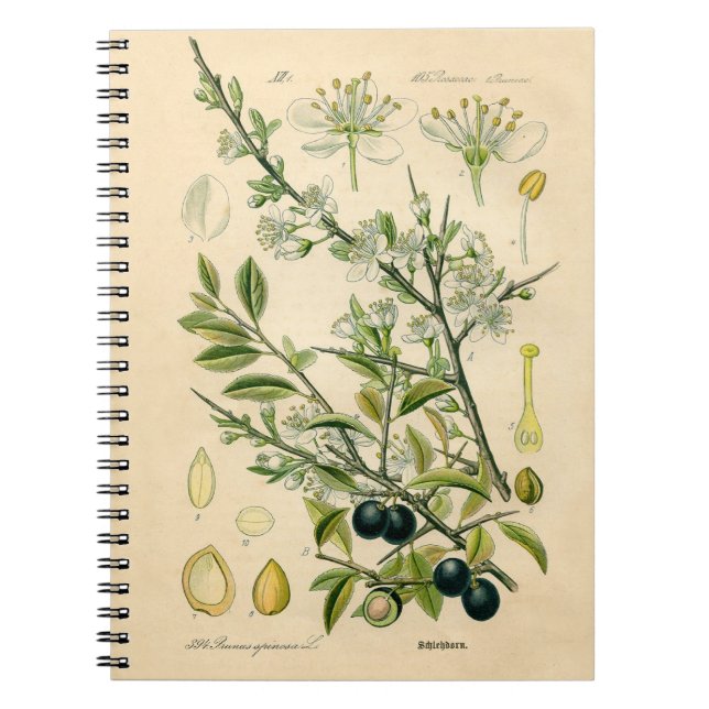 Carnet Antique Blackthorn Botanique Imprimé Fleur Berry (Devant)