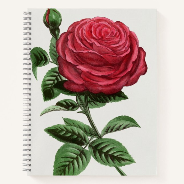 Carnet Antique Rose Lithograph, François-Frédéric Grobon (Devant)