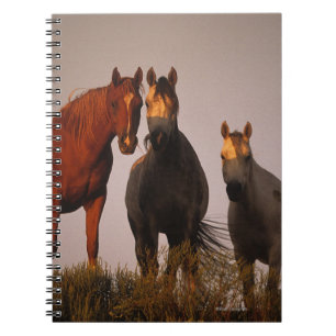 Carnet Arabes au coucher du soleil