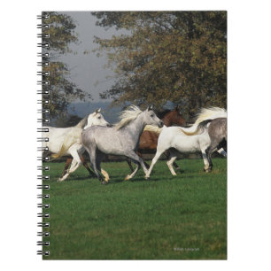 Carnet Arabes courant dans le domaine