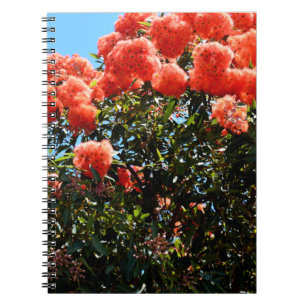 Carnet Arbre à fleurs d'Eucalyptus orange,