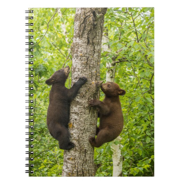 Carnet Arbre d'Escalades de l'ours noir (Devant)