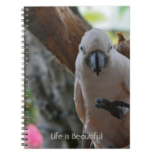 Carnet Arbre Oiseau Kauai (ma photographie)
