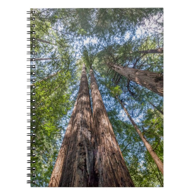 Carnet Arbres séquoias | Comté de Marin, Californie (Devant)