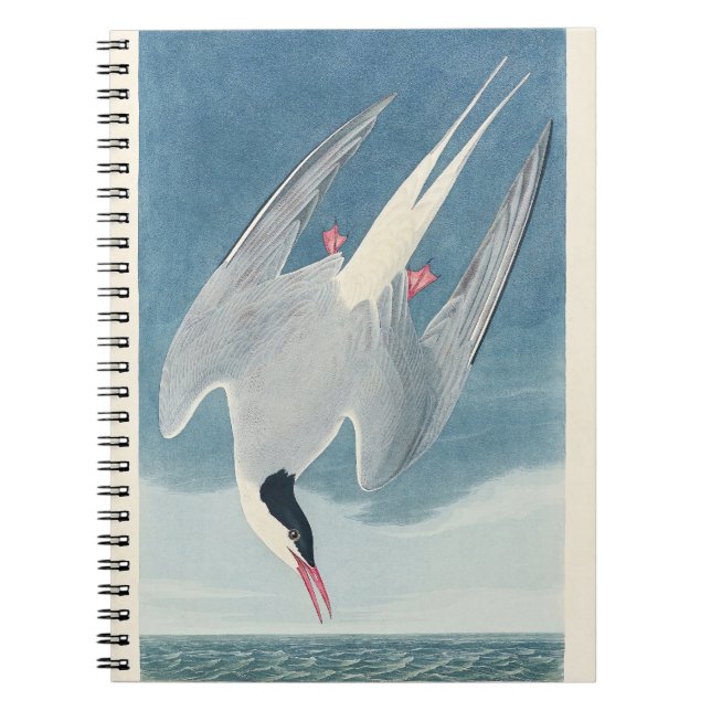 Carnet Arctic Tern Audubon Bird Wildlife Artwork (Devant)