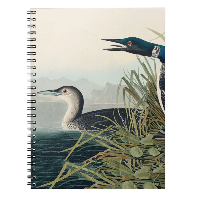 Carnet Audubon Bird Loon Diver Classic (Devant)