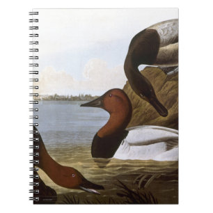 Carnet Audubon : Canvasback