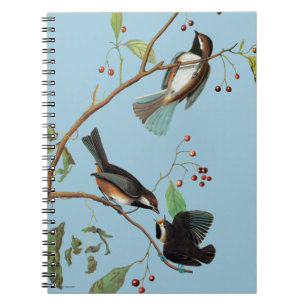 Carnet Audubon : Chickadee