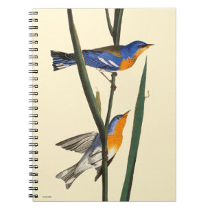 Carnet Audubon : Fauvette